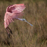 Roseate Spoonbill 2