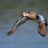 Blue-Winged Teal