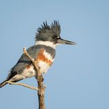 Belted Kingfisher 2