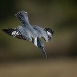 Belted Kingfisher 3
