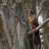 Anhinga 1