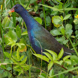 Purple Gallinule