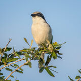 Loggerhead Shrike
