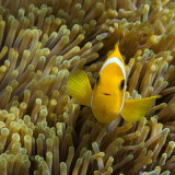 Blackfoot Anemonefish