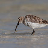 Dunlin 2