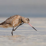 Marbled Godwit 1