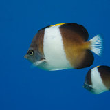 Black Pyramid Butterflyfish