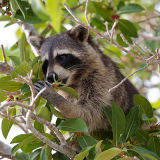 Racoon 2