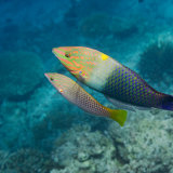 Checkerboard Wrasse