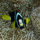 Clark's Anemonefish