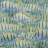 Convict Surgeonfish