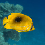 Eclipse Butterflyfish