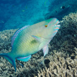 Ember Parrotfish
