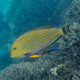 Lined Surgeonfish