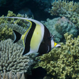 Moorish Idol