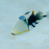 Picasso Triggerfish