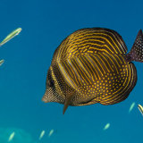 Sailfin Surgeonfish