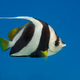 Schooling Bannerfish