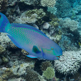 Sheephead Parrotfish