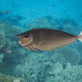 Spotted Unicornfish
