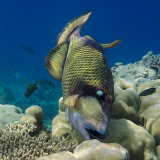 Titan Triggerfish