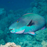 Two Colour Parrotfish