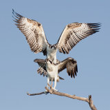 Juvenile Ospreys Simulating Mating
