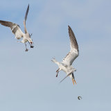 Royal Tern Chased by Laughing Gull