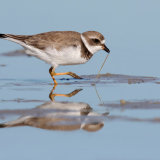 Semipalmated Plover with Worm