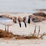 Wilson’s Plover Courtship