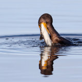 Double-Crested Cormorant with Fish
