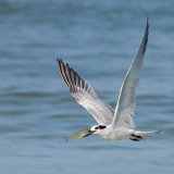 Sandwich Tern in Flight with Fish
