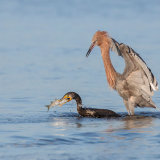 Reddish Egret Pursuing Double-Crested Cormorant