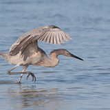 Reddish Egret Fishing