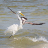 Great Egret Pestered by Laughing Gull