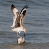 Fighting Willets