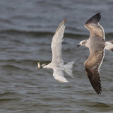 Sandwich Tern Harassed by Laughing Gull