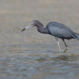 Little Blue Heron with Eel