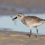 Black-Bellied Plover with Dragonfly
