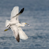Snowy Egret Bullied by Laughing Gull