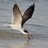 Black Skimmer Skimming