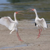 Squabbling White Ibis