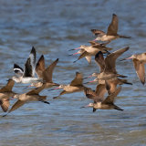 Flock of Marbled Godwit with Willet