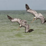 Brown Pelicans Synchronised Diving