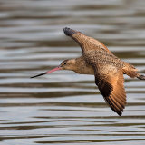 Marbled Godwit in Flight