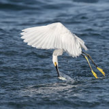 Snowy Egret Fishing