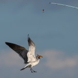 Gull Fishing