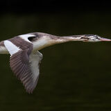 Great Crested Grebe 7