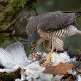 Sparrowhawk