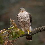 Sparrowhawk 2